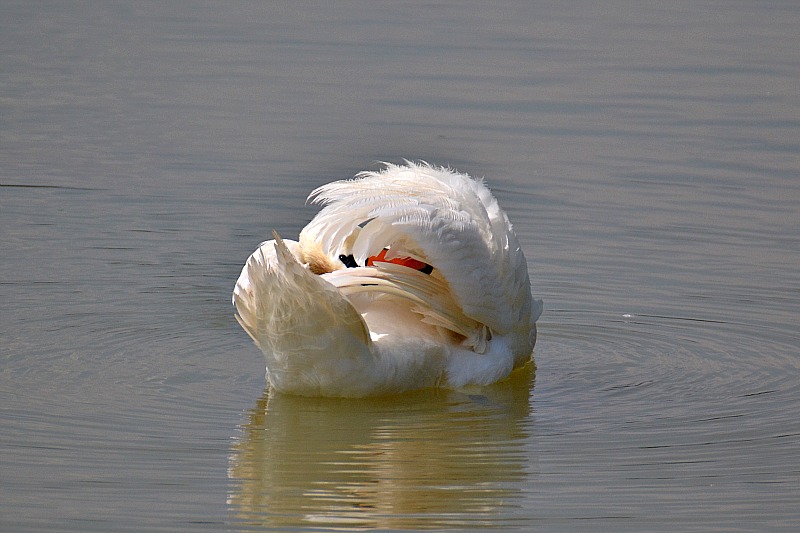 Klikni za ogled večje slike