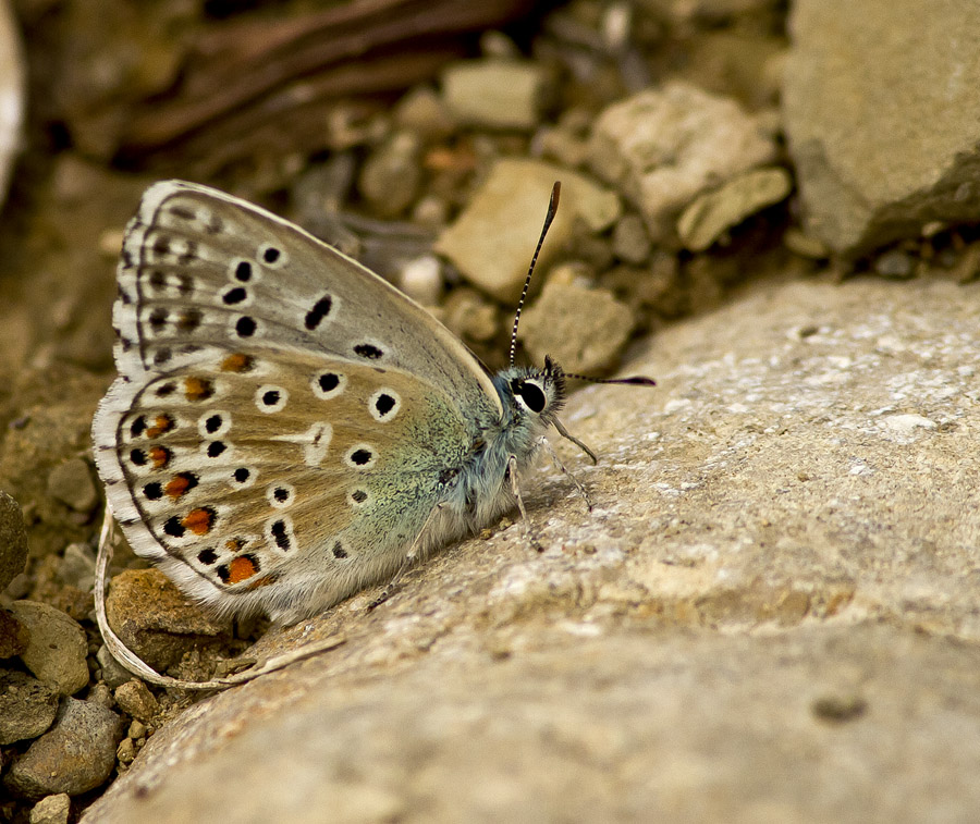 Klikni za ogled večje slike