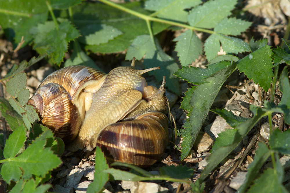 Klikni za ogled večje slike