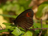 33 metulj Rjavek (1).jpg
