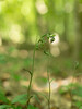 Ime datoteke: E. mikrophylla.jpg
Velikost datoteke: 389kB
Dimenzija: 730x973
Datum objave: June 10, 2025 E. mikrophylla.jpg