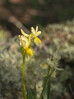 Orchis pauciflora.jpg