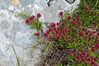 Thymus serpyllum b.jpg