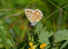 bellargus posebne.jpg