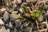 Ime datoteke: leseni kozliek Herophila tristis.jpg
Velikost datoteke: 784kB
Dimenzija: 1568x1046
Datum objave: June 10, 2025 leseni kozliek Herophila tristis.jpg