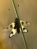 metuljnica~5.jpg