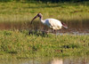 sveti ibis.jpg