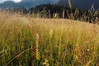 travnik z vimenjakom.jpg