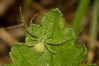 Heriaeus graminicola.jpg