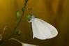 metulji (2)~11.jpg