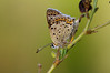metulji II.jpg
