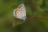 metulji II~0.jpg