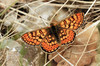 metulji~1.jpg