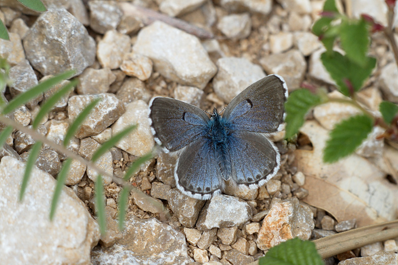 Klikni za ogled večje slike