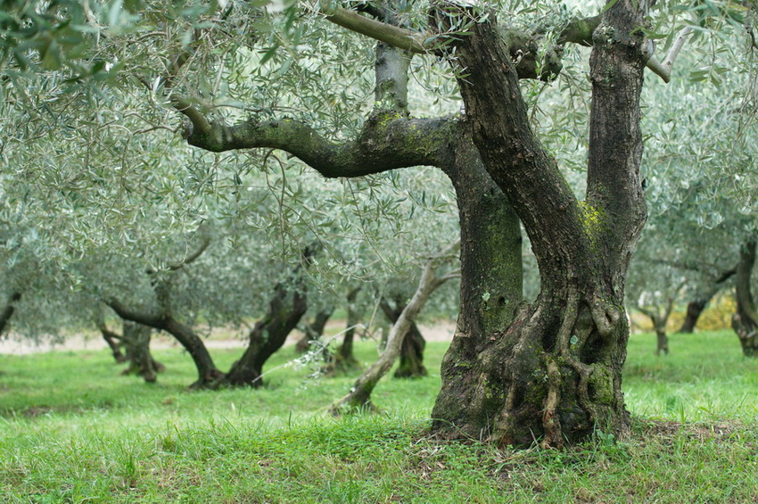 Klikni za ogled večje slike