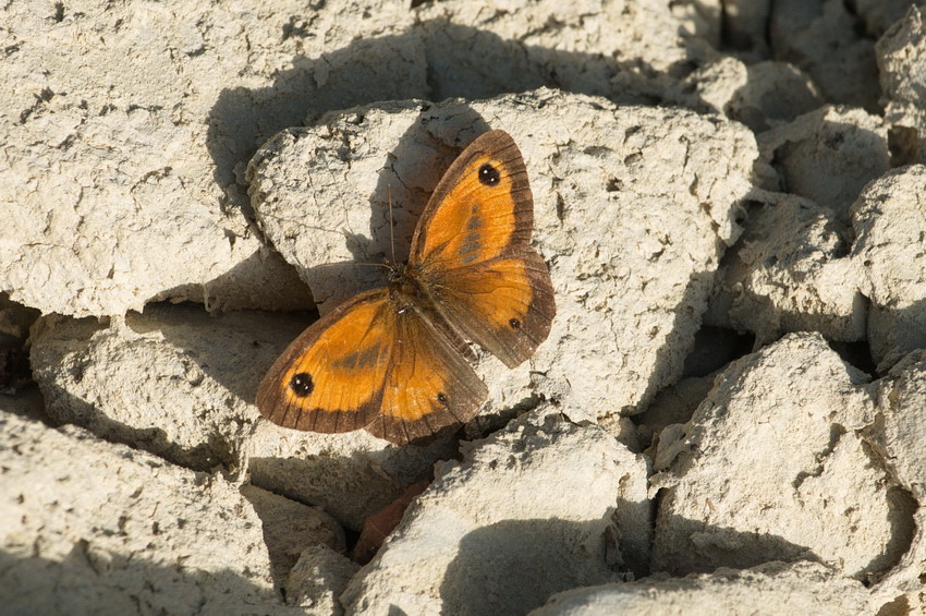 Klikni za ogled večje slike