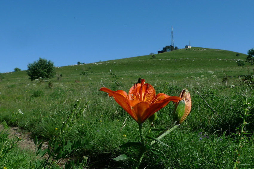 Klikni za ogled večje slike