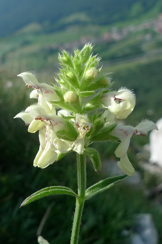 Klikni za ogled večje slike