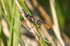 DSC_3186_resize-Ammophila heydeni.jpg