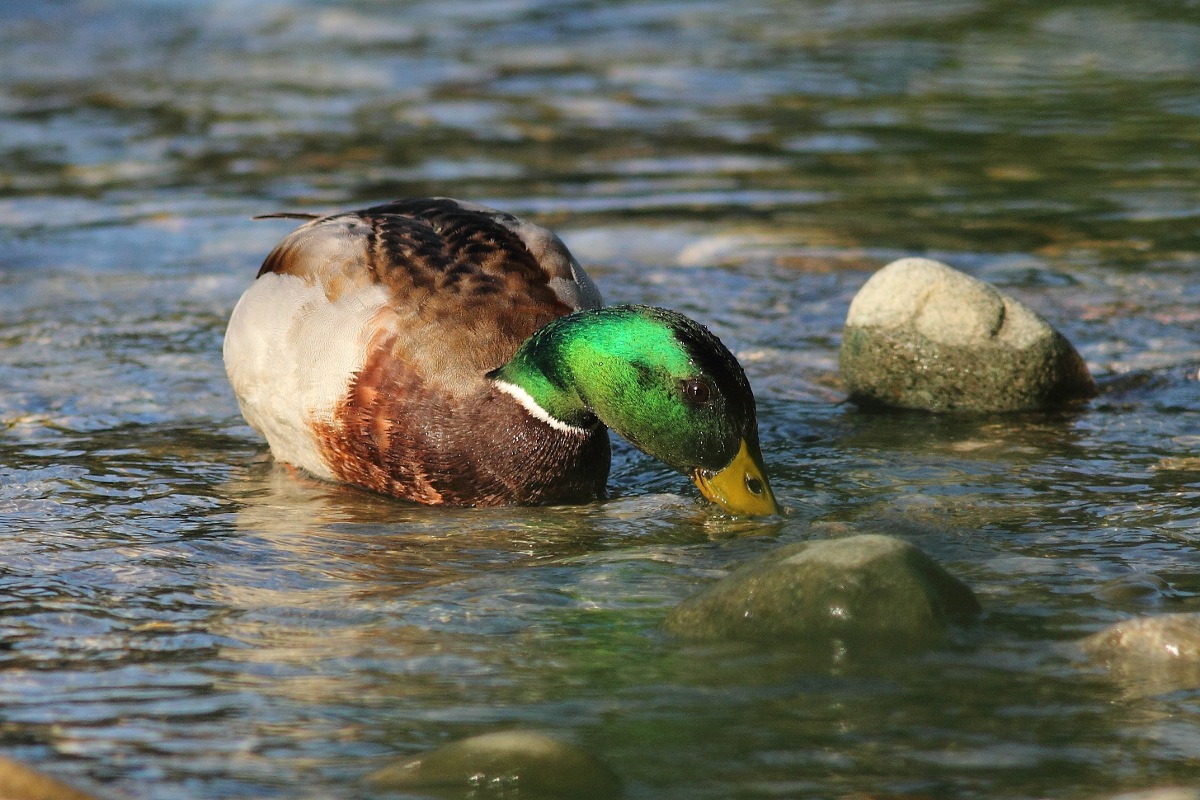 Klikni za ogled večje slike