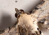 Eupithecia-centaureata-02.jpg