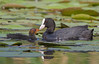 Fulica-atra-01-fn.jpg