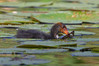 Fulica-atra-02-fn.jpg