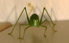 Phaneroptera-falcata-01.jpg