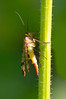 navadna-skorpijonka-panorpa-vulgaris-01.jpg