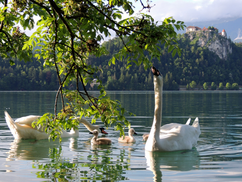 Klikni za ogled večje slike