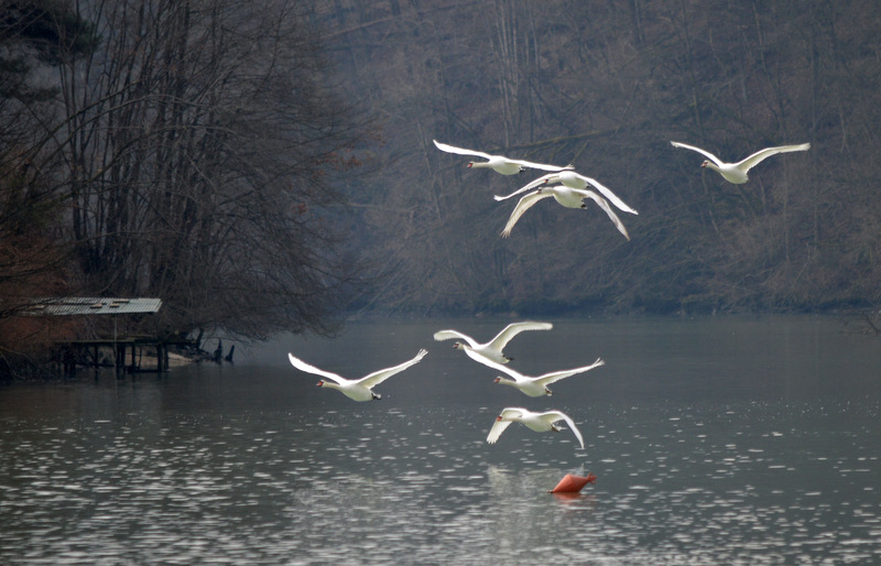 Klikni za ogled večje slike