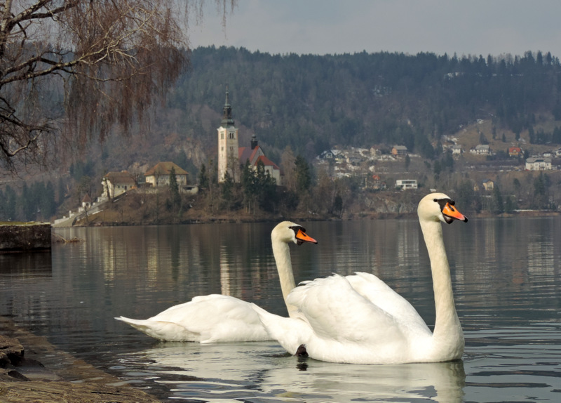 Klikni za ogled večje slike