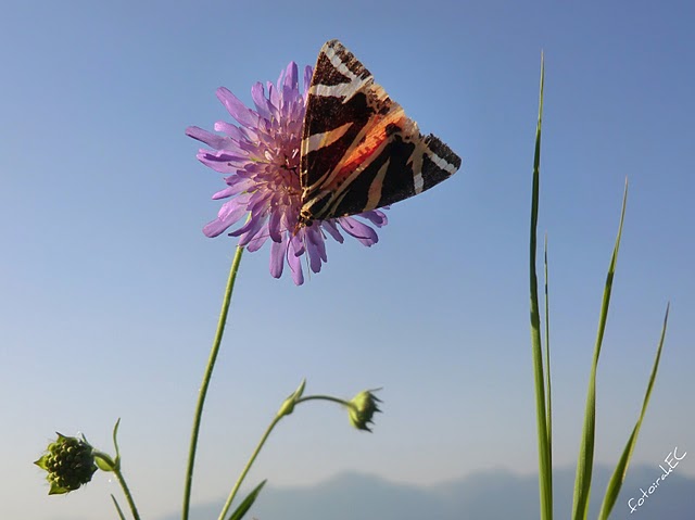 Klikni za ogled večje slike