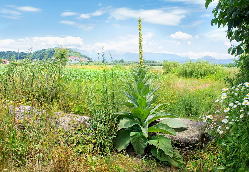 Klikni za ogled večje slike