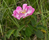 IMG_7834 Rosa gallica.jpg