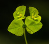 _MG_5791 Euphorbia stricta.jpg