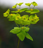 _MG_6666 Euphorbia angulata.jpg