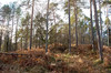 _MG_7135 borov gozd.jpg