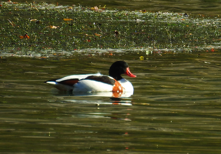 Klikni za ogled večje slike