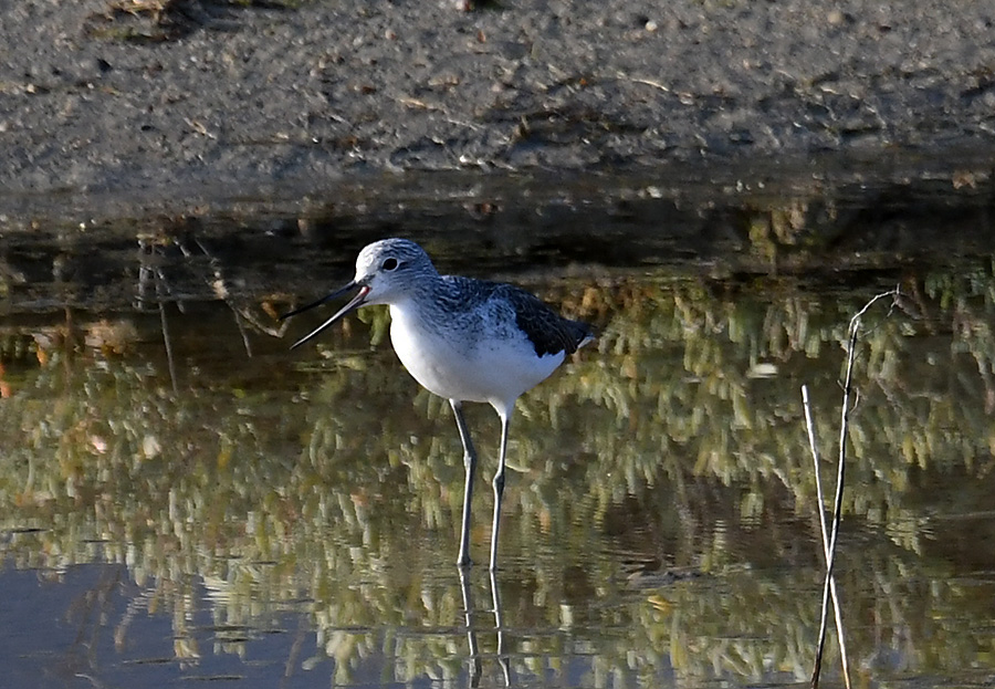 Klikni za ogled večje slike