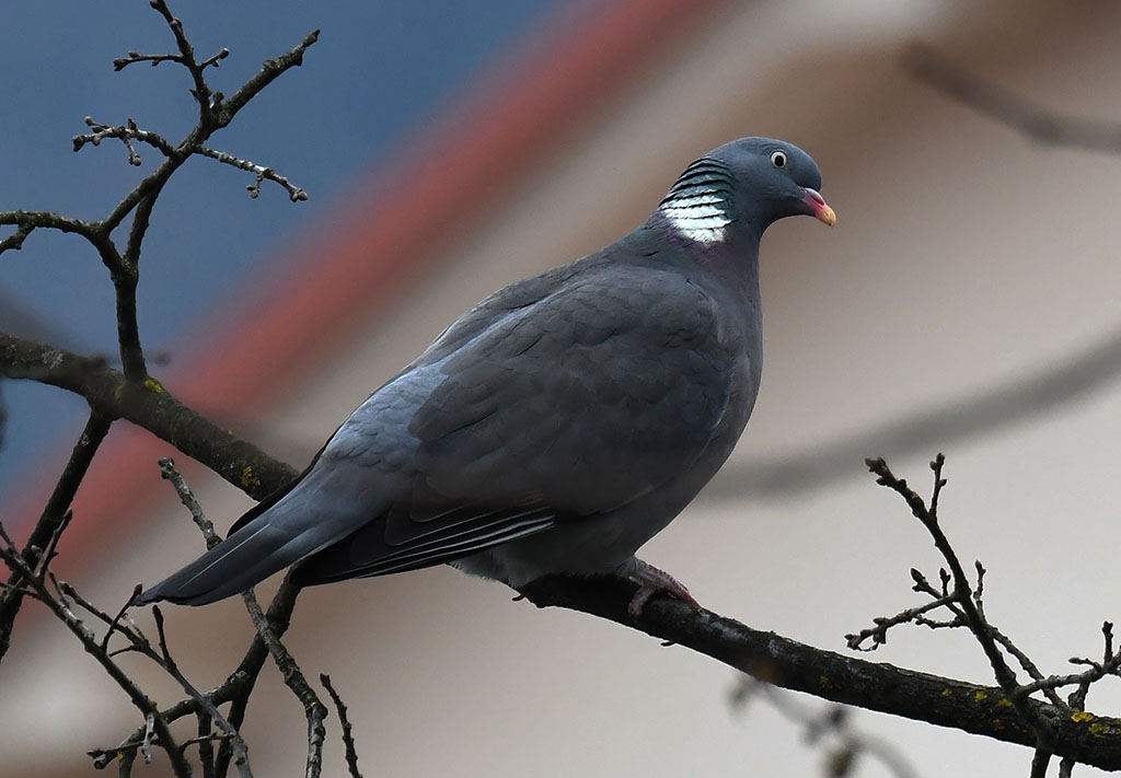 Klikni za ogled večje slike