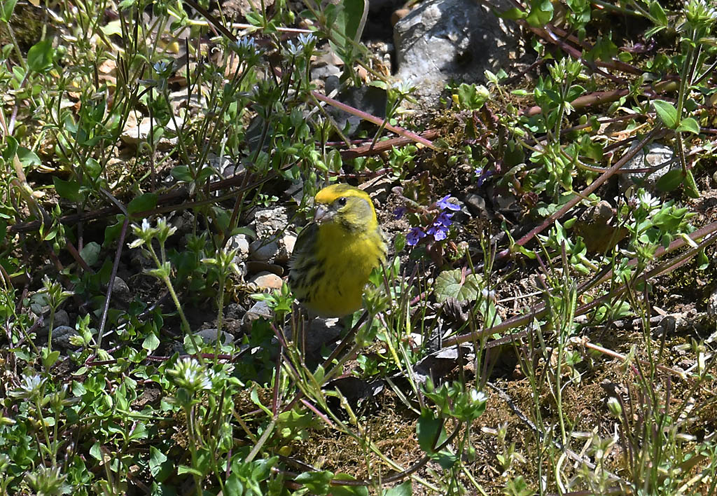 Klikni za ogled večje slike