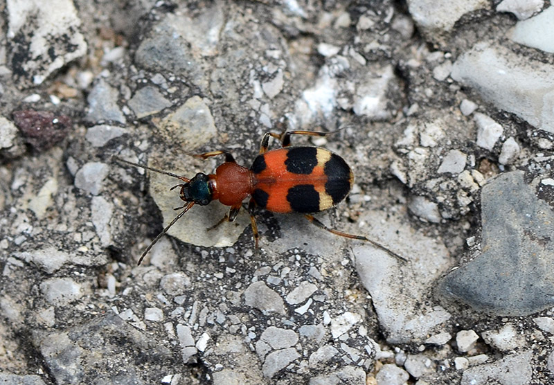 Klikni za ogled večje slike