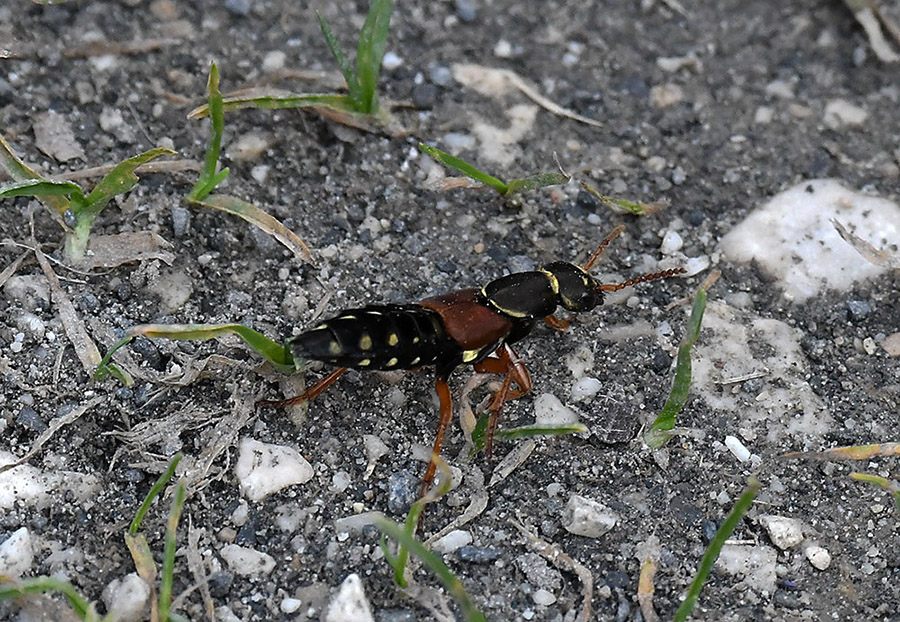 Klikni za ogled večje slike