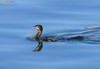 KORMORANI, pritlikavi kormoran, (Drava, Ptujsko jezero), a - Kopija.JPG