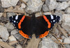b metulji 2159.jpg