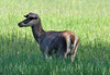b2 sesalci 0199.JPG