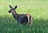 b2 sesalci 0200.JPG