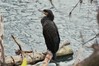 veliki kormoran~1.jpg