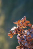 Hydrangea paniculata.jpg